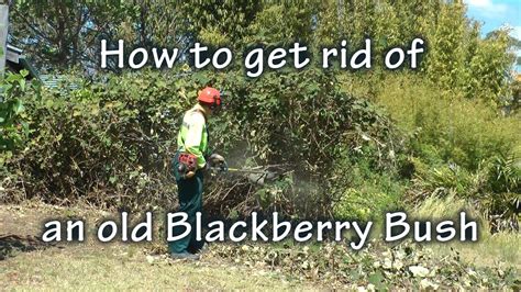 mini digger bush removal|mini blackberry bush removal.